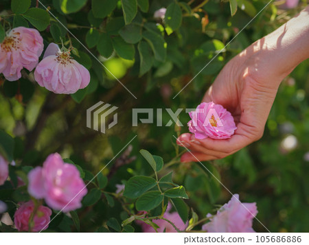 Field of roses in sunny summer day 105686886