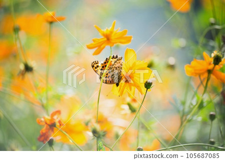 Butterflies of yellow cosmos and black fritillary Butterflies of yellow cosmos and black fritillary 105687085