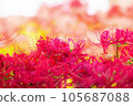 鮮豔的紅色花朵 105687088