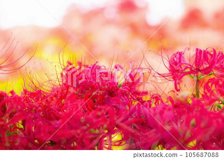 Bright red flowers 105687088