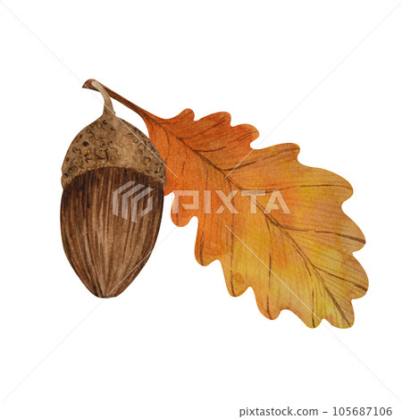 Oak acorns and leaves .Autumn hand drawn illustration.Watercolor stock image,isolated on white background.For seasonal cards,patterns,stickers,print on clothe,gifts,design of cosmetics and medicines Oak acorns and leaves .Autumn hand drawn illustration.Watercolor stock image,isolated on white background.For seasonal cards,patterns,stickers,print on clothe,gifts,design of cosmetics and medicines 105687106