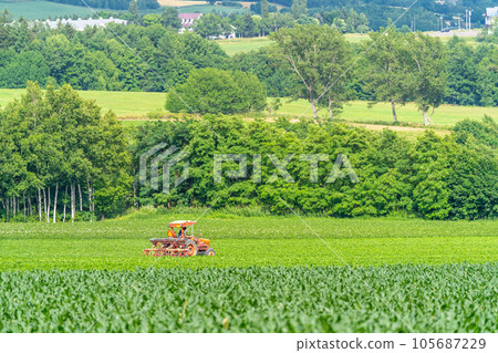 富良野 田園風光 山丘 農耕 105687229
