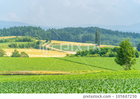 富良野田園風光山丘 105687230