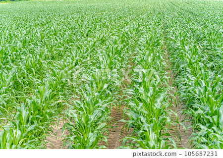 富良野田園風光丘陵玉米 105687231