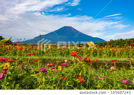 [山梨縣/富士山]百日草（Zinnia）和富士山/花之宮公園 8月 9月 105687243
