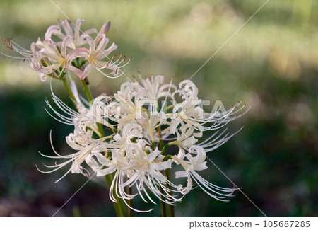 Bright and beautiful white Higanbana Bright and beautiful white Higanbana 105687285