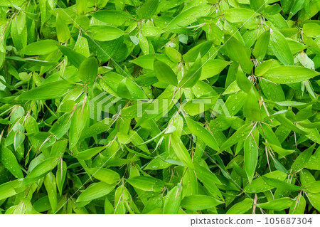 蘆房總 蘆房總 105687304