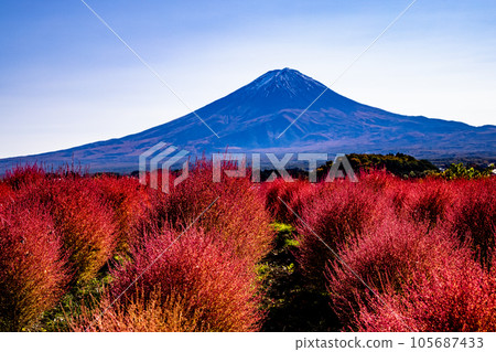[山梨縣、富士山、河口湖] 地膚和富士山，紅葉十月 十一月 105687433