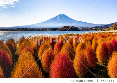 [山梨縣、富士山、河口湖] 地膚和富士山，紅葉十月 十一月 105687435