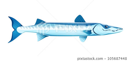 Cartoon barracuda sea animal. Isolated vector sleek and formidable predatory creature with a streamlined body, sharp teeth, and powerful jaws, known for its agility and speed in hunting its prey 105687448