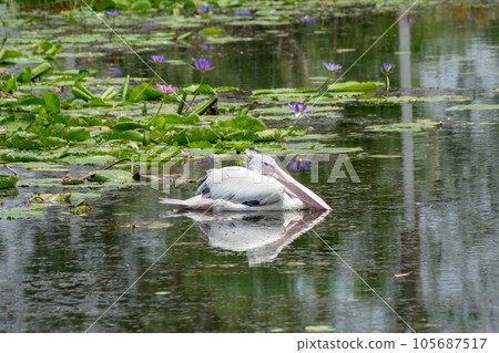 The pelican floats in the lotus pond. 105687517