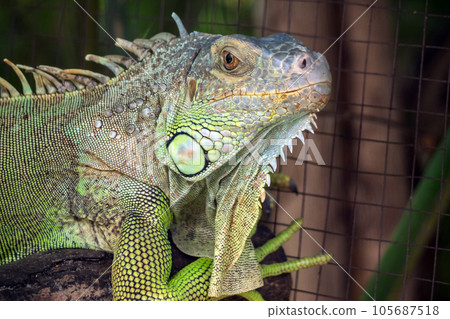 Close up of Iguana selective focus on eye 105687518