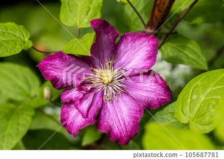 Blooming clematis Ville de Lyon on a wooden support Blooming clematis Ville de Lyon on a wooden support 105687781