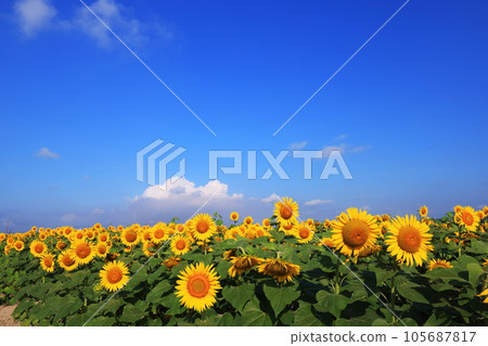 向日葵4319 向日葵4319 105687817