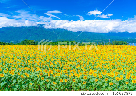 [夏季材料] 明野向日葵田和藍天[山梨縣] 105687875