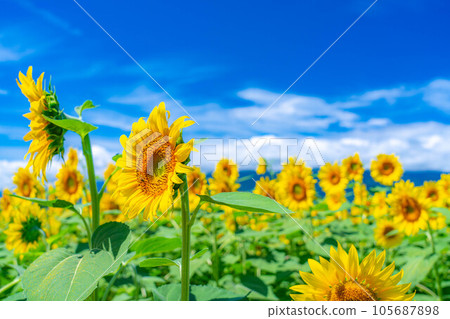 [Summer material] Akeno sunflower field and blue sky [Yamanashi Prefecture] 105687898