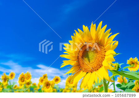 [Summer material] Akeno sunflower field and blue sky [Yamanashi Prefecture] 105687899
