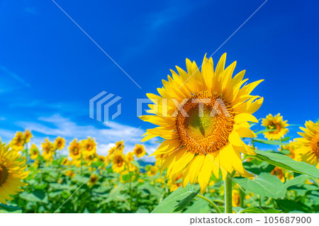 [Summer material] Akeno sunflower field and blue sky [Yamanashi Prefecture] 105687900