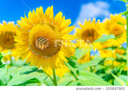 [Summer material] Akeno sunflower field and blue sky [Yamanashi Prefecture] 105687901