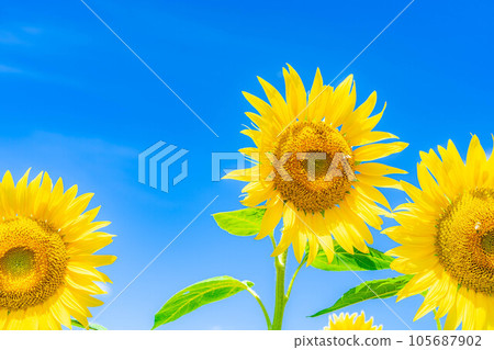 [Summer material] Akeno sunflower field and blue sky [Yamanashi Prefecture] 105687902