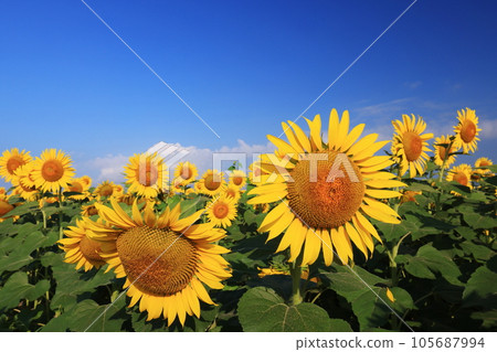 Sunflower 4232 105687994