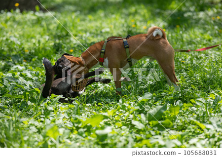 African Basenji dog in a muzzle plays with a stray dog on a walk. African Basenji dog in a muzzle plays with a stray dog on a walk. 105688031