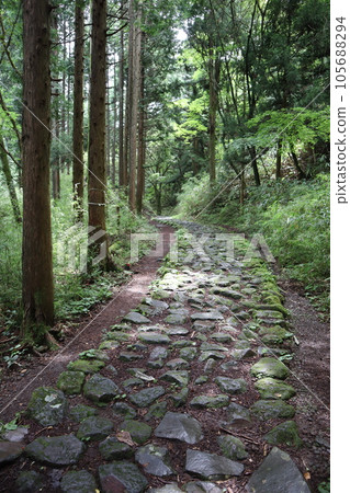 箱根舊路石頭路面 箱根舊路石頭路面 105688294