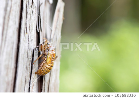 Cicada larva before emergence Cicada larva before emergence 105688330