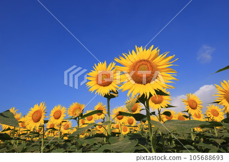 Sunflower 4020 Sunflower 4020 105688693