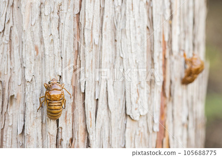 蟬幼蟲和蟬羽化前的脫落 蟬幼蟲和蟬羽化前的脫落 105688775