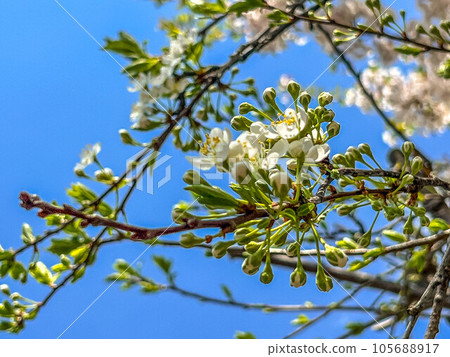 Blue sky in May and white flowers of western cherry blossoms 105688917