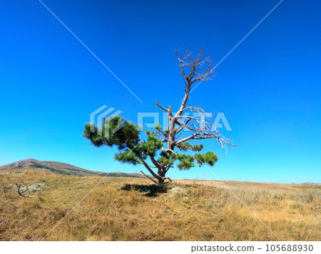 Lonely old half dry pine on plateau 1. Dry mountain meadows and mountain steppes 105688930