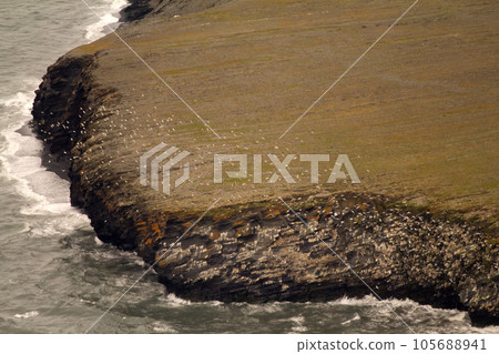 Arctic colony of birds. Arctic colony of birds. 105688941