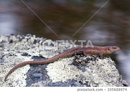 lizard warmed  in  sun on  island 105688974