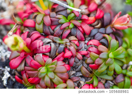 macro stone vegetation polar leaf summer macro stone vegetation polar leaf summer 105688981