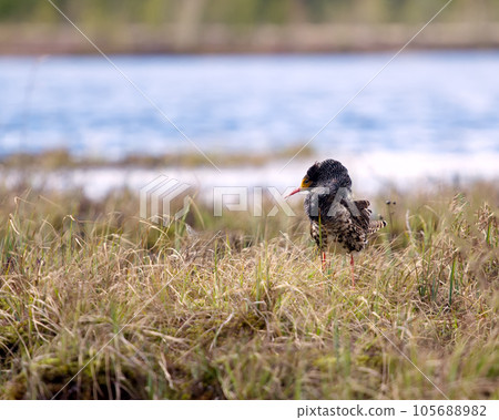 Mating behaviour of ruffs in lek (place of courtship) Mating behaviour of ruffs in lek (place of courtship) 105688982