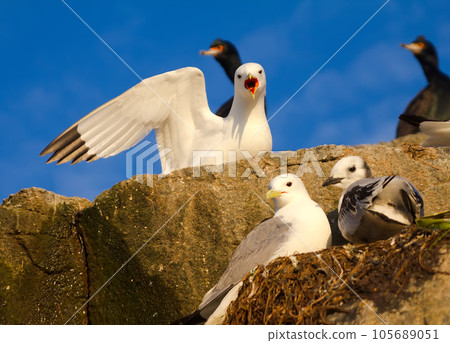 Family of gulls (kittiwakes) 105689051