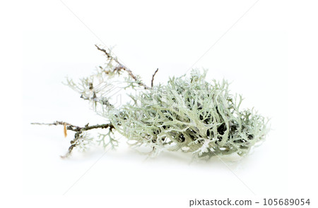 Element floral compositions 105689054