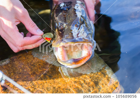 Trophy ten pound pike caught with great difficulty and emotion 105689056
