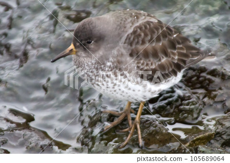 Calidris ptilocnemis qutra Calidris ptilocnemis qutra 105689064