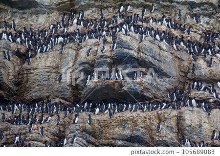 Brunnich's guillemots sitting on nesting ledges of Novaya Zemlya 105689083