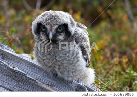 Cute fluffy owlet Cute fluffy owlet 105689096