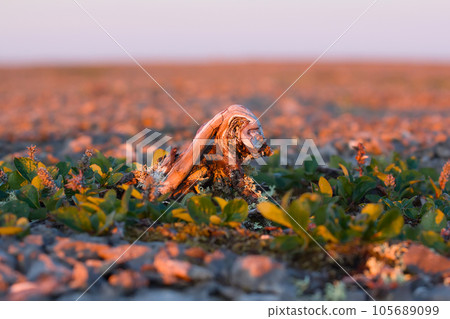 Arctic tree that grows downward 105689099