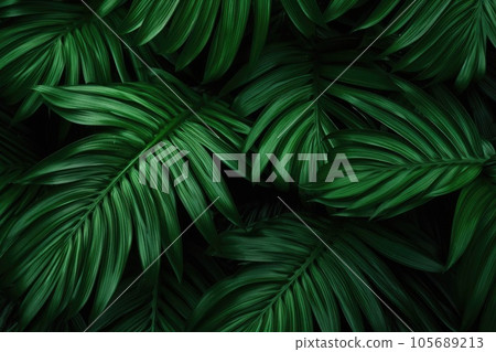 Background from green palm leaves 105689213