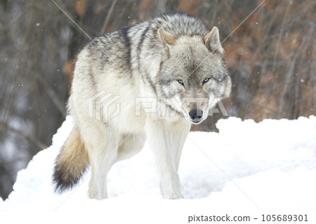 Wolf of Asahiyama Zoo Wolf of Asahiyama Zoo 105689301