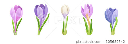 Violet Crocus Flowers with Petal and Green Leaves on Stem Vector Set Violet Crocus Flowers with Petal and Green Leaves on Stem Vector Set 105689342