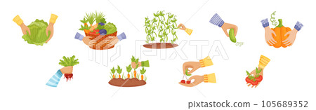 Hands Harvest Ripe and Juicy Agricultural Crops Vector Set Hands Harvest Ripe and Juicy Agricultural Crops Vector Set 105689352