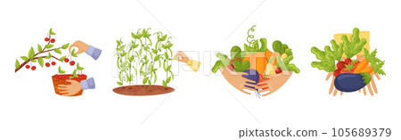 Hands Harvest Ripe and Juicy Agricultural Crops Vector Set 105689379