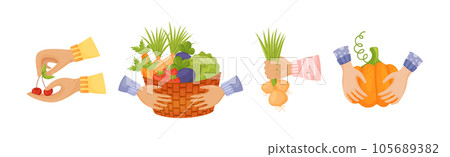 Hands Harvest Ripe and Juicy Agricultural Crops Vector Set 105689382