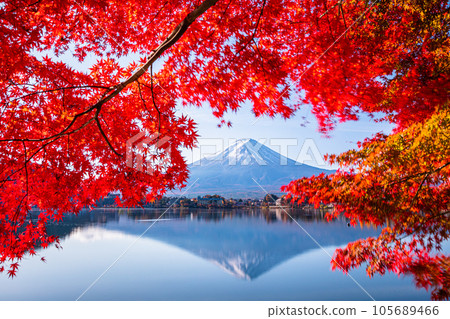 【山梨縣、富士山、河口湖】11月顛倒的富士山和紅葉一起 105689466